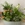 Conjunto decorativo con plantas - Imagen 1