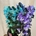 Dendrobium nobile azules y violetas - Imagen 2