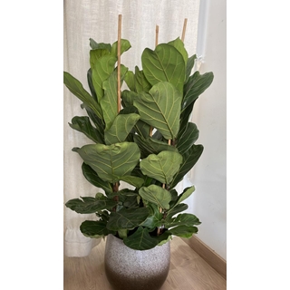 Planta Ficus Lyrata - Imagen 2