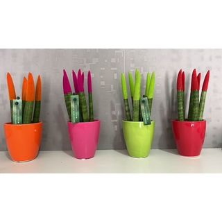 Planta Sansevieria Cylindrica mini - Imagen 1