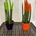 Planta Sansevieria Cylindrica - Imagen 2