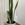 Planta Sansevieria Trifasciata Laurentti - Imagen 1