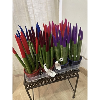 Sansevieria cylindrica de colores - Imagen 1