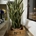 Sansevieria triafasciata - Imagen 1