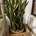 Sansevieria triafasciata - Imagen 2